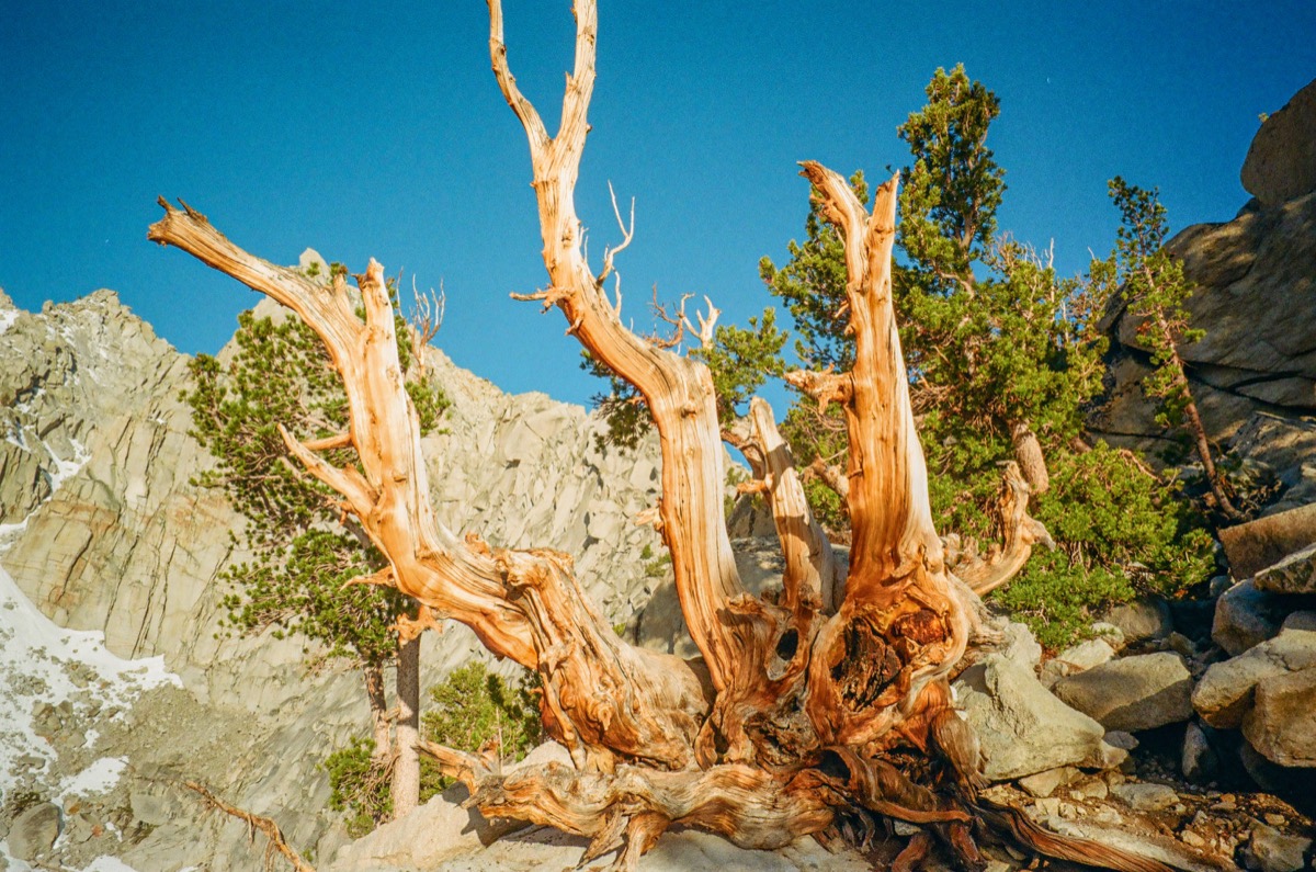 Inyo National Forest photograph 006277310020