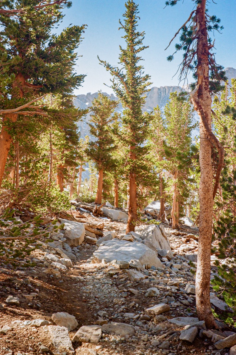 Inyo National Forest photograph 006277310025