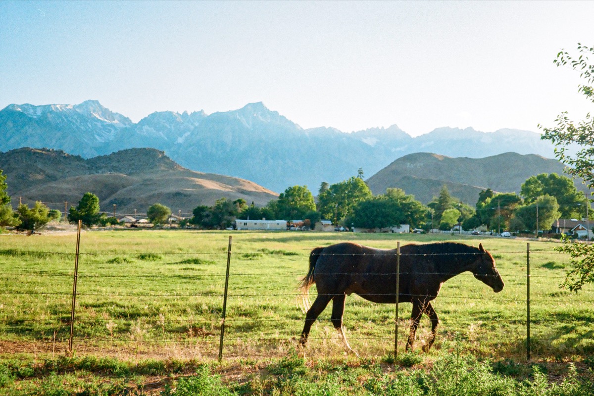 Lone Pine photograph 006277320036