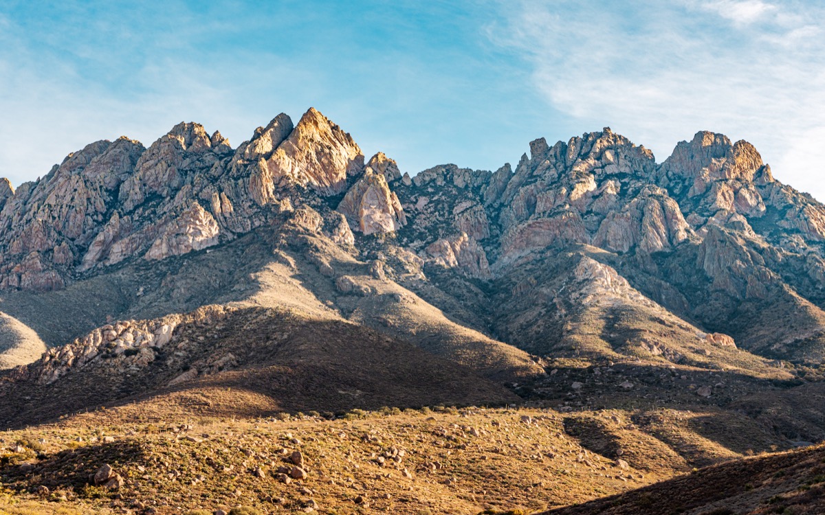 Mt. Organ Needle collection cover